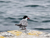 no name ( ID=2579775 ); comments:1