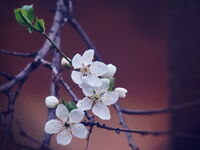 Пролетно; Коментари:12