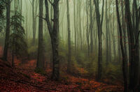 без име ( ID=2579781 ); Коментари:10