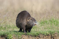 Блатен бобър; comments:6