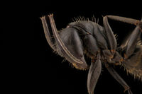 без име ( ID=2579829 ); Коментари:2