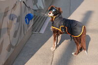 Очите не носят маски; No comments