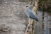 В тишината на намерението; comments:1