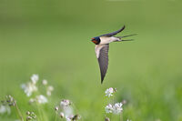 Селска лястовица; comments:16