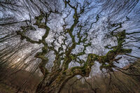 без име ( ID=2579854 ); Коментари:4