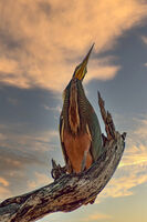 без име ( ID=2579860 ); Коментари:9