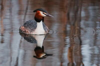 Голям гмурец в Преспанското езеро, Гърция; comments:3