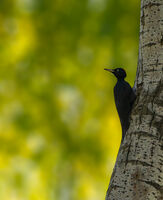 Черен кълвач; comments:6