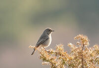 no name ( ID=2579885 ); comments:11