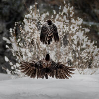 no name ( ID=2579911 ); comments:5