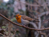 Робин; comments:3