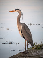 Релакс; Коментари:4