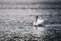 Къдроглав пеликан в Преспанското езеро, Гърция; Коментари:4