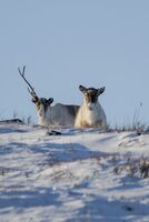 Who is there?; comments:2