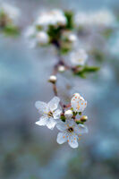 "Отвънка е пролет! Здравей!"; comments:5