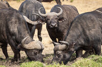 Рогати играчи; Коментари:3