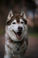 Arya Of Wolf Charm; comments:5