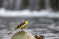 без име ( ID=2580003 ); Коментари:6