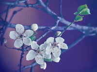 Пролетно; comments:8