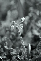 без име ( ID=2580042 ); Коментари:3