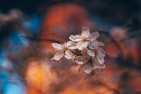 Цветовете ѝ отиват; comments:2