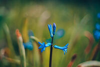 Цветовете ѝ отиват; Коментари:7