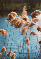 На езерото; Коментари:3