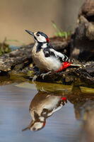 Кълвач; Коментари:10