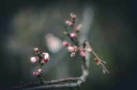 no name ( ID=2580081 ); comments:3