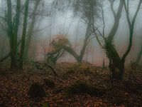 Витошки щрихи; comments:6