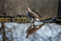 Голям ястреб; Коментари:11