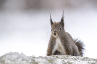 без име ( ID=2580188 ); Коментари:6