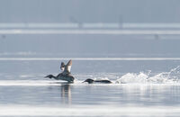 no name ( ID=2580193 ); comments:3