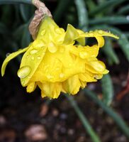 След дъжда; Коментари:3