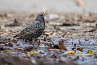 без име ( ID=2580212 ); Коментари:5