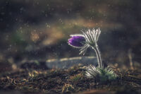 no name ( ID=2580213 ); comments:13