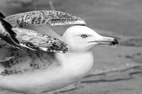 Агресивен; Коментари:4