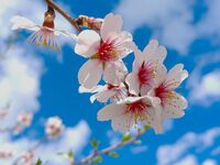 без име ( ID=2580215 ); Коментари:9