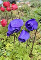 Цветя и цветове; comments:4