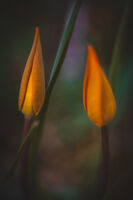 Нежна е нощта; Коментари:23