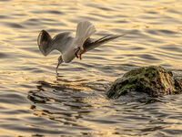 Съприкосновение; comments:8