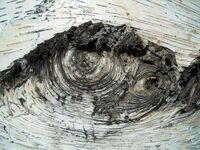 Войник с каска в дясното око...; Коментари:2