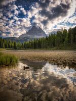 Патешки истории; Коментари:6