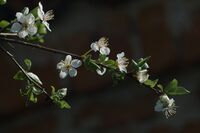 Дай здрасти на пролетта; comments:2