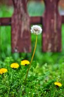 без име ( ID=2580255 ); Коментари:1