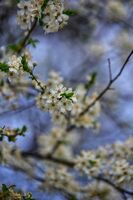 без име ( ID=2580256 ); Коментари:1