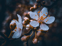 Капки пролет; comments:5