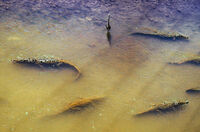 Господарката; comments:12