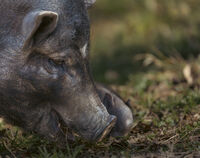 Майка; Коментари:5