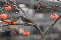 Тихо зимно угощение; Коментари:6